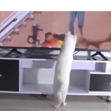 Funny Cat Watching TV