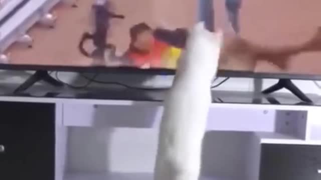 Funny Cat Watching TV