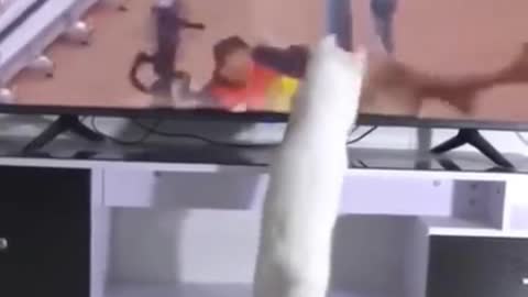 Funny Cat Watching TV