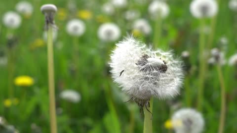 When dandelions first grow, the stems are short and spread the leaves almost to the ground.