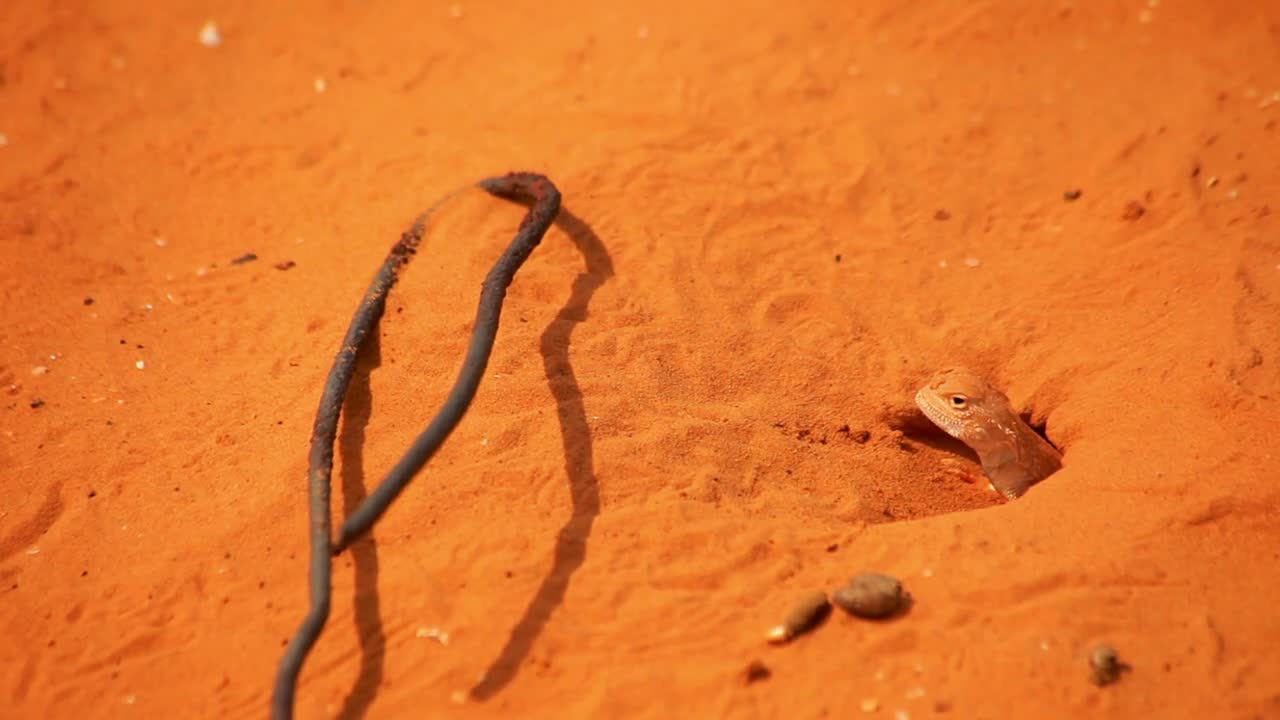 Lizard in sand hole. Reptile in desert environment. Lizard home in desert