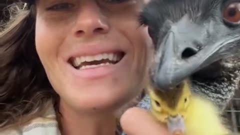 Ostrich and little baby , pets