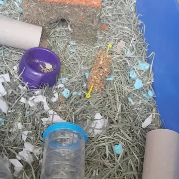 HAMSTER GOES INTO NEW HOUSE