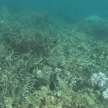 There’s something so magical about being around a healing reef.