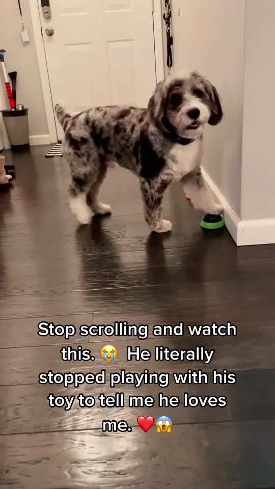 Puppy Stops Playing With Toy To Tell Owner Her Loves Her