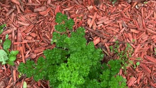 One advantage of Urban gardening