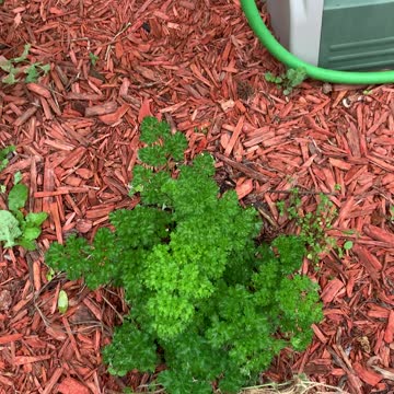 One advantage of Urban gardening