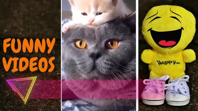 AMAZING FUNNY ANIMAL VIDEO COMPILATION #16