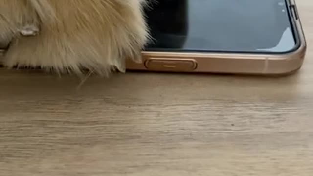 The Crazy iphone Hack…😂🐶 #shorts #lifehack #lifehack #crazy
