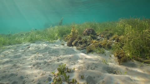 Unlocking the Secrets of LUCA, Earth’s Earliest Life Form