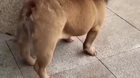 Funny Lion and dog hybrid