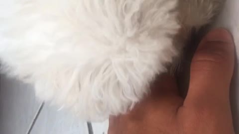 My little dogg