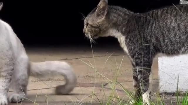 Two real cat fight compilation videos 2021