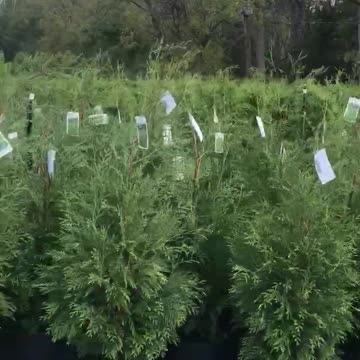 Where there are thousands of green giants and other arborvitae