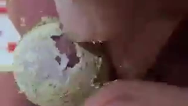 Getting a bird out of an egg