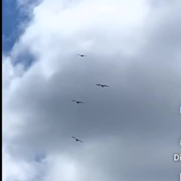 kites-like seagulls his owner front 7 eleven