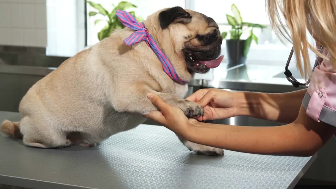 The nurse is cheking up dogs paws and claws