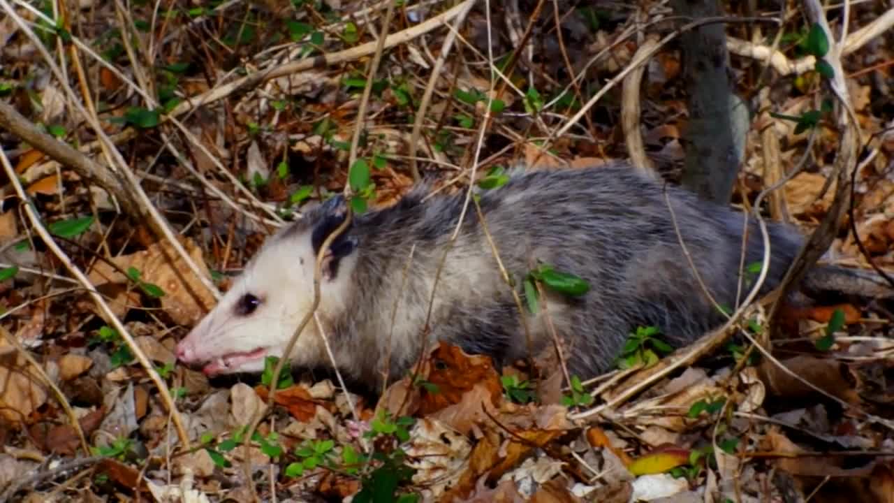 Possum in the Woods -