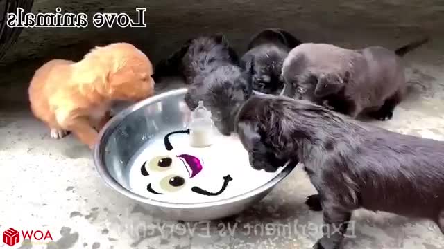 Increíble 😱 experiment cat vs puppy dog