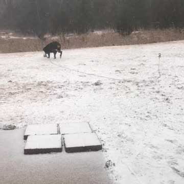 Rottweiler experiences snow