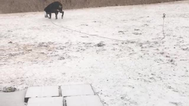 Rottweiler experiences snow