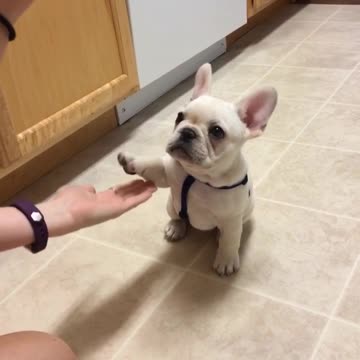 Dulce Bulldog Francés aprende nuevos trucos