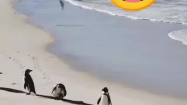 Penguins feels warm