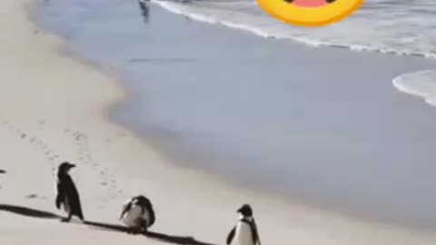 Penguins feels warm