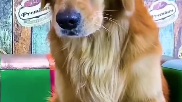 The billiards master was defeated by the dog