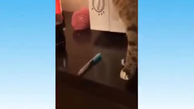 animals doing funny things !! happy
