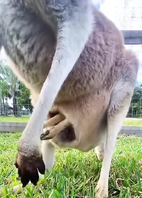 Kangaroo's baby home🏠🦘