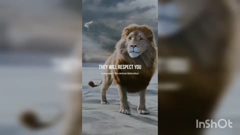 Lions motivation