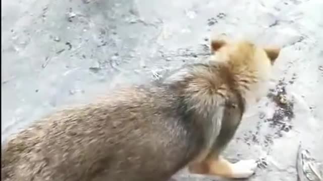 dog and chicken fighting like never before