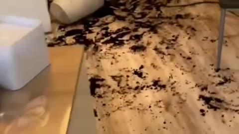 Funny animals videos 2023#