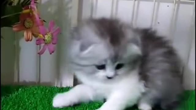 If the cat is chased into a corner, it will also become a lion.