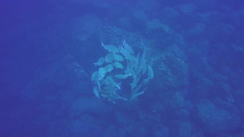 Swirling fish engage in mesmerizing dance in the Galapagos Islands