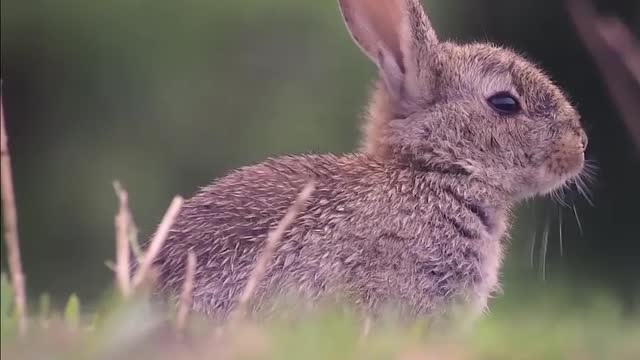 Rabbit