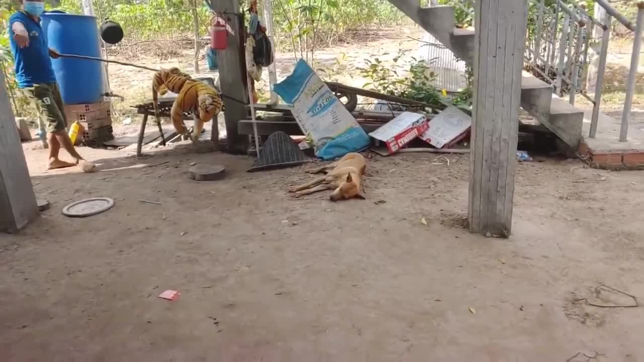 Wou nice a dog!!! Fake Tiger prank dog run so funny try to stop