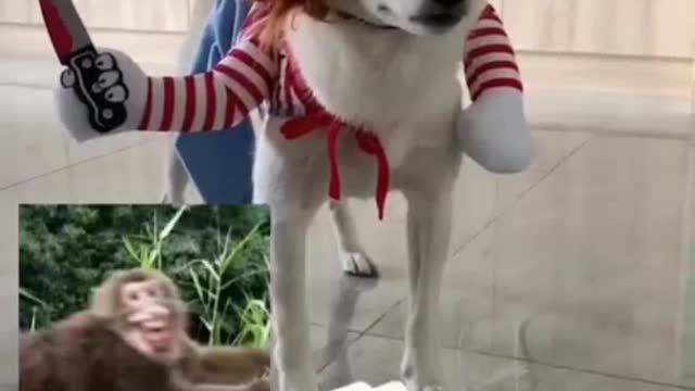 The latest look of the dog