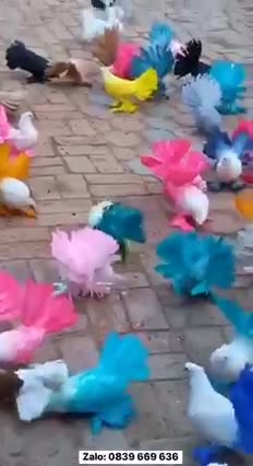 Beautiful and colorful birds