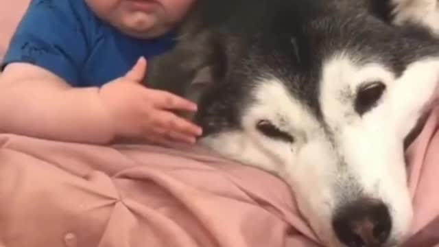 Corgi loves baby