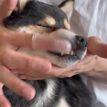 Manyu Spa Day! #dogsoftiktok #cute #littlemanyu #shiba #shibainu
