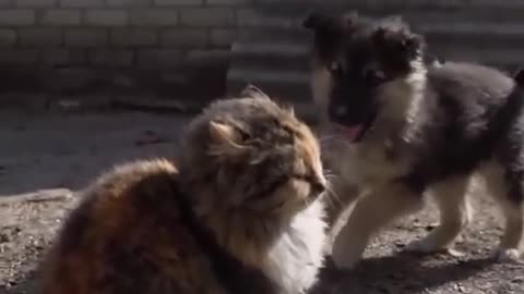 Funny Dog and Cat Videos