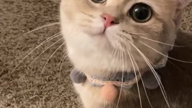 Funny Cat Purrs Cute