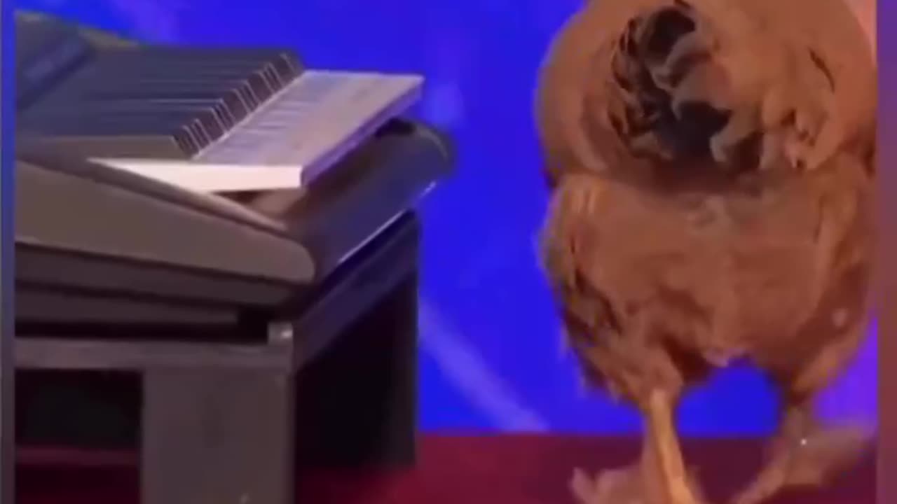 Chicken Plays Mini Piano