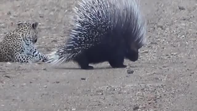 Wild Animal funny