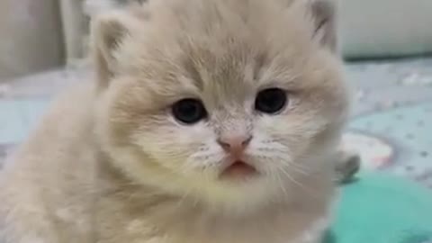 Cute Cat _ Cute Pets Funny Animals Compilation #shorts #542