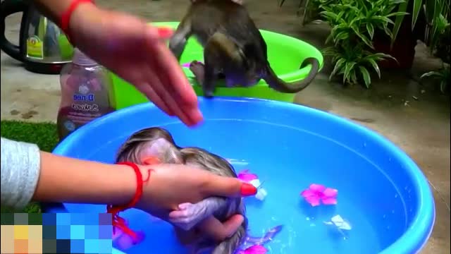 Adorable Tiny Monkey Chaly and Tota Take Bathing To Clean Her Body - Monkey Animals 063