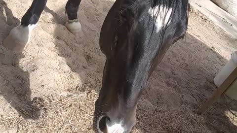 Beautiful horse eating grass and stopped when I arrived