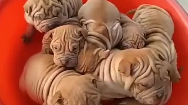 A bowl full of wrinkles.mp4